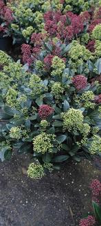 Skimmia japonica, Ophalen, Overige soorten, Minder dan 100 cm