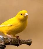 Wij zoeken kanaries, Dieren en Toebehoren, Vogels | Kanaries, Meerdere dieren, Kleurkanarie
