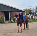 Zoek een bijrijdpony/paard Shetlander, Dieren en Toebehoren, Ophalen of Verzenden