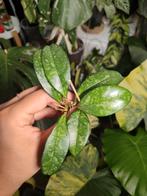 Hoya crassipetiolata splash, Huis en Inrichting, Kamerplanten, Ophalen of Verzenden, Overige soorten, Minder dan 100 cm