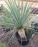 Yucca plant in pot, Ophalen of Verzenden, In pot, Minder dan 100 cm, Yucca