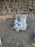 USA Silkie zijdehoen naakthals hennen showgirl, Dieren en Toebehoren, Pluimvee, Vrouwelijk, Kip