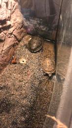 Schildpad 3 x 6 ja 11en 16 jaar teab, Dieren en Toebehoren, Reptielen en Amfibieën, Schildpad