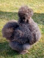 Usa zijdehoen broedeieren zijdehoenders eieren, Dieren en Toebehoren, Pluimvee, Geslacht onbekend, Kip