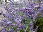 Restpartij 22 Rusische lavendel Perovskia 50 euro, Overige soorten, Volle zon, Vaste plant, Ophalen of Verzenden