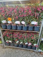 Stamfuchsia € 10 per stuk 3 voor 27,50, Ophalen, Zomer, Overige soorten, Volle zon
