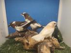 3 japanse meeuwtjes (in 1 koop), Dieren en Toebehoren, Vogels | Overige Vogels, Meerdere dieren, Tropenvogel, Geringd