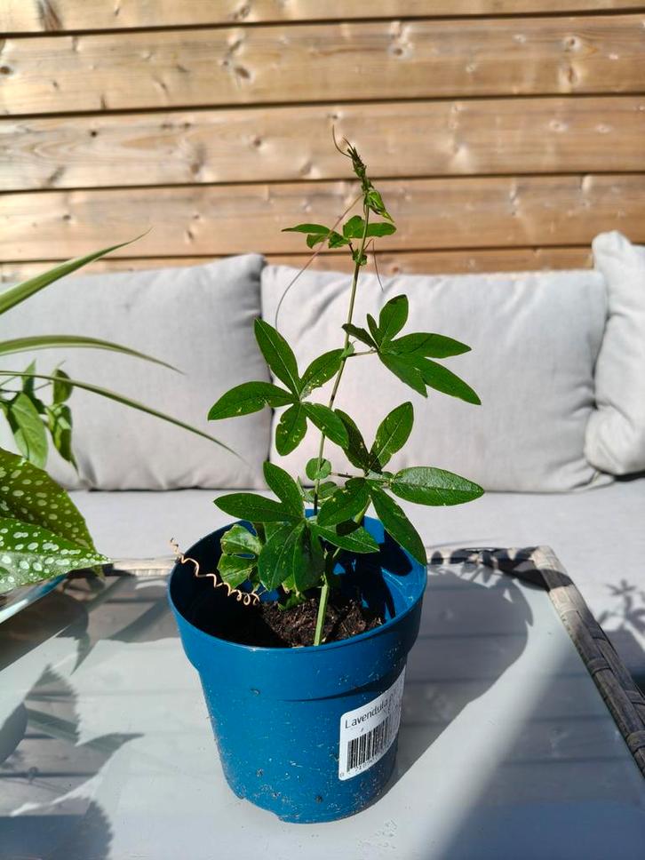 Passiebloem stekjes, Tuin en Terras, Planten | Tuinplanten, Klimplanten, Volle zon, Ophalen