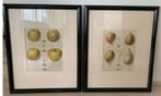 2 prenten G.Severeyns appels en peren met passpartout, Ophalen, Voor 1940, Overige onderwerpen, Prent