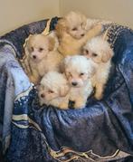Maltipoo  5 reutjes goed gesocialiseerd en lief., Dieren en Toebehoren, Honden | Chihuahua's en Gezelschapshonden, CDV (hondenziekte)