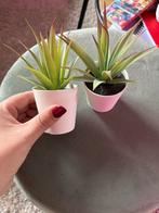 IKEA Nep plantjes - set van 2, Ophalen, Zo goed als nieuw, Binnen