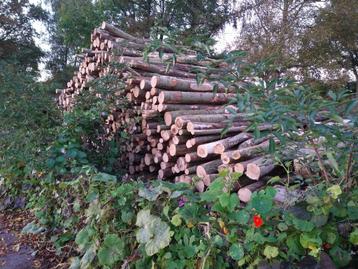 Stamhout es beschikbaar voor biedingen