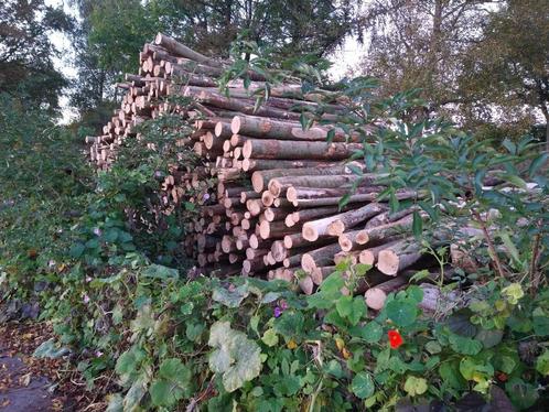 Stamhout es, Tuin en Terras, Haardhout, Stammen, Essenhout, 6 m³ of meer, Ophalen