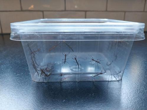 Baby indische wandelende takken, Dieren en Toebehoren, Insecten en Spinnen, Wandelende tak