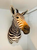 Supergave grote opgezette zebra nieuw preparaat, Verzamelen, Dierenverzamelingen, Nieuw, Ophalen of Verzenden