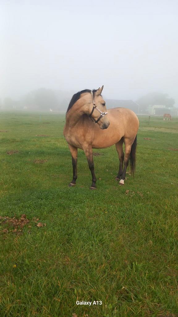 Spaanse merrie 4 jaar, Dieren en Toebehoren, Paarden en Pony's | Overige Paardenspullen, Ophalen