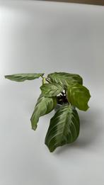 Maranta leuconeura exclusive grey silver band (plant 3), Huis en Inrichting, Kamerplanten, Ophalen of Verzenden