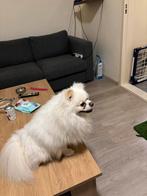 Pomeriaan dekreu ( dwergkees) met dek garantie, Dieren en Toebehoren, Honden | Poolhonden, Keeshonden en Oertypen, Particulier