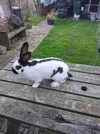 Groot lotharinger zwart, Dieren en Toebehoren, Mannelijk, Groot, 0 tot 2 jaar