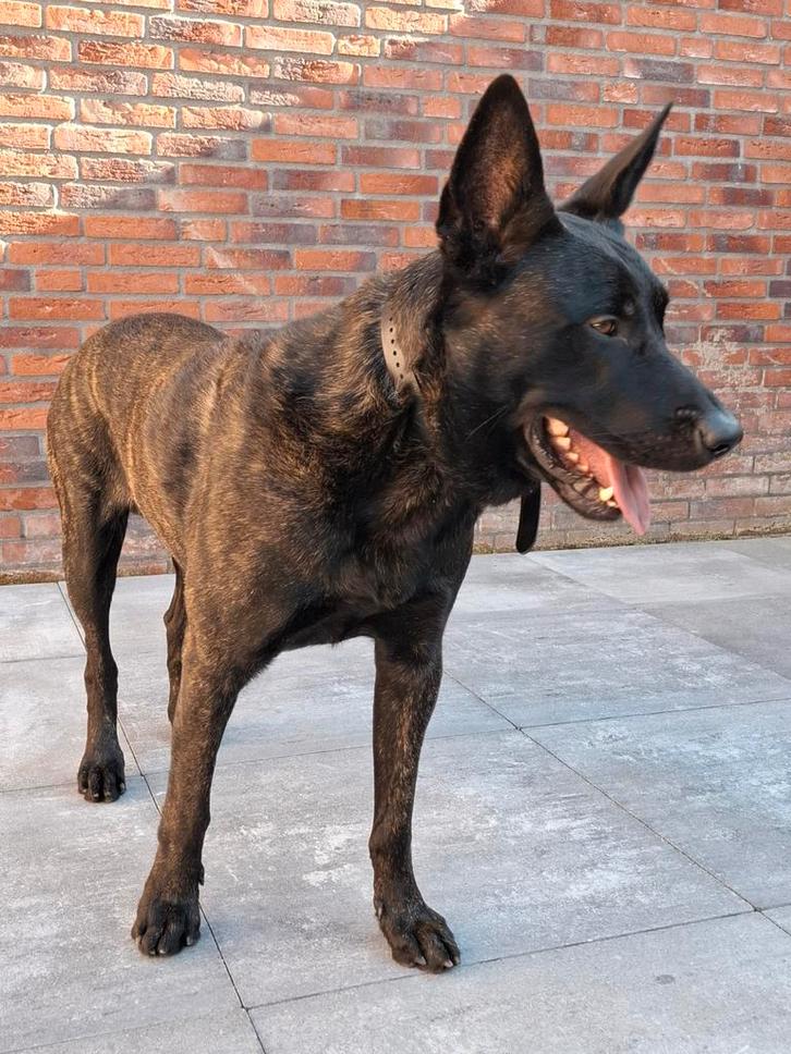 ter dekking aangeboden hollandse herder reu, Dieren en Toebehoren, Honden | Herdershonden en Veedrijvers, Reu, Herder, Particulier