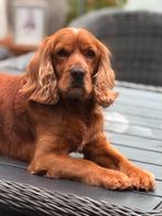 Cocker spaniel 4 jaar oud, Rabiës (hondsdolheid), Eén hond, 3 tot 5 jaar, Nederland
