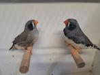 Te koop zebravinken lees verder, Dieren en Toebehoren, Vogels | Overige Vogels, Meerdere dieren