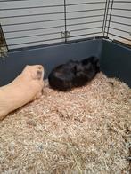 2 cavia's (beiden beertje), Dieren en Toebehoren, Knaagdieren, Oktober, Mannelijk, Cavia