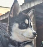 Lieve sociale Pomsky pups , mini Husky, Dieren en Toebehoren, Honden | Poolhonden, Keeshonden en Oertypen, CDV (hondenziekte)