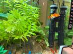 platy per stuk 1 euro, Dieren en Toebehoren, Vis