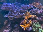 Montipora Stylophora Poccilopora Gorgoon koraal stek, Dieren en Toebehoren, Vissen | Aquariumvissen, Overige typen, Zoutwatervis