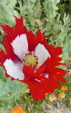 Papaver somniferum Danish flag zaden, Tuin en Terras, Bloembollen en Zaden, Ophalen of Verzenden, Voorjaar, Volle zon, Zaad
