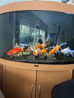 Juwel 350 hoekaquarium (en meer zie beschrijving!), Dieren en Toebehoren, Vissen | Aquaria en Toebehoren, Ophalen