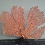 Prachtige natuurlijke waaier zeegras zalmkleurig op voet, Huis en Inrichting, Nieuw, Ophalen of Verzenden, X, X