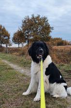 Gezocht dekreu newfoundlander!, Dieren en Toebehoren, CDV (hondenziekte), Teef, Eén hond, 3 tot 5 jaar