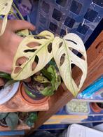 Monstera adonsonii archipelago variegata kopstek, Ophalen of Verzenden, Halfschaduw, Minder dan 100 cm