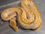 Python regius bongo pastel lesser clown man, Dieren en Toebehoren, Reptielen en Amfibieën, Slang