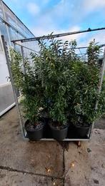 Portugese Laurier - Mooie Volle Planten in pot, Ophalen of Verzenden, Laurier, 100 tot 250 cm