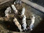 Bentheimer biggen te koop, half juni geboren €.110,-, Meerdere dieren, Varken, 0 tot 2 jaar