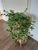 Tradescantia Fluminensis, Huis en Inrichting, Kamerplanten, Ophalen of Verzenden, Halfschaduw, Minder dan 100 cm