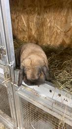 Schitterende nederlandse dwerghangoor konijn madagascar, Dieren en Toebehoren, Konijnen, Mannelijk, Dwerg, Hangoor, 0 tot 2 jaar