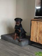 Te koop forse rotteweiler pup reu, Dieren en Toebehoren, 15 weken tot 1 jaar, Reu, CDV (hondenziekte), Eén hond
