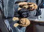 Er zijn 2 schatting reutjes zoekken een nieuwe huisje, Rabiës (hondsdolheid), 15 weken tot 1 jaar, Reu, Meerdere