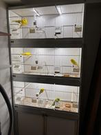 Te koop kweekkooi, Dieren en Toebehoren, Vogels | Hokken en Kooien, Ophalen of Verzenden, Zo goed als nieuw, Aluminium, Broedkooi of Kweekkooi