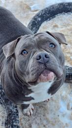 American Pocket Bully, Dieren en Toebehoren, Fokker | Hobbymatig, Rabiës (hondsdolheid), 15 weken tot 1 jaar, Overige rassen