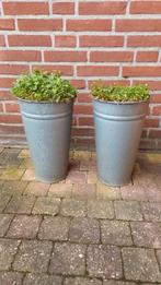 2 zinken potten met paarse Campanula, Ophalen, Rond, Minder dan 30 cm
