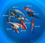 Diverse Japanse koi karper | Koikarpers  | Tosai vissen, Dieren en Toebehoren, Vissen | Vijvervissen, Karper of Koi