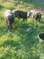 Bonte  Dek Rammen., Dieren en Toebehoren, Schapen, Geiten en Varkens, Mannelijk, Schaap