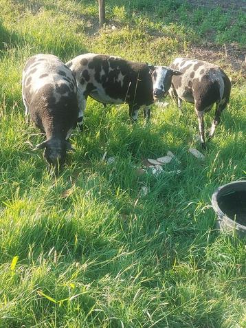 Bonte  Dek Rammen. beschikbaar voor biedingen
