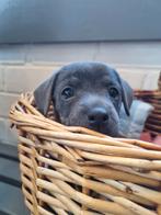 3 mooie blue and tan jack russell puppies, Dieren en Toebehoren, Honden | Jack Russells en Terriërs, Jack Russell Terriër, 8 tot 15 weken