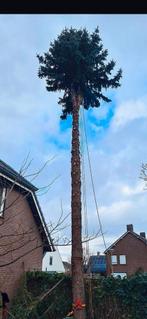 Boomverzorging. Bomen kappen, snoeien, zagen, rooien